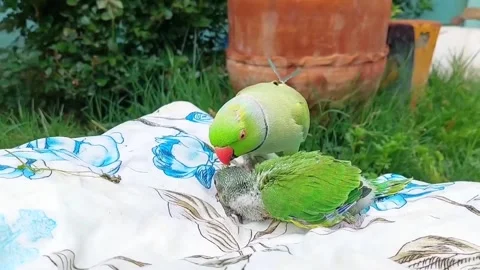 Cute Parrots Talking and Playing Stock Footage 295997848