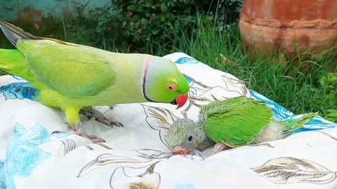 Cute Parrots Talking and Playing Stock Footage 295997853