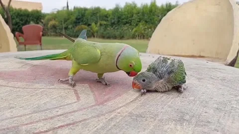 Cute Parrots Talking and Playing Stock Footage 295997857