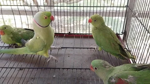 Cute Parrots Talking and Playing Stock Footage 295997862