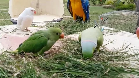 Cute Parrots Talking and Playing Stock Footage 295997863