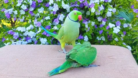 Cute Parrots Talking and Playing Stock Footage 295997872