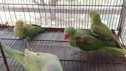 Cute Parrots Talking and Playing Stock Footage 295997873