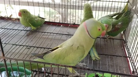 Cute Parrots Talking and Playing Stock Footage 295997877
