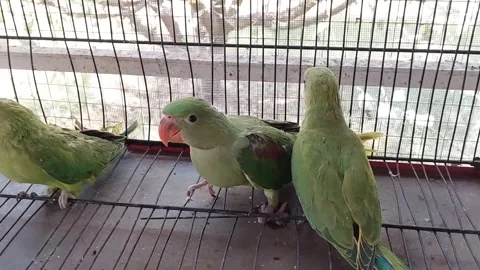 Cute Parrots Talking and Playing Stock Footage 295997878