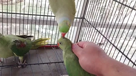 Cute Parrots Talking and Playing Stock Footage 295997879