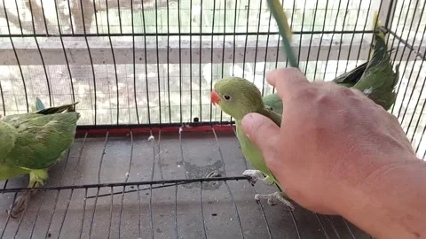 Cute Parrots Talking and Playing Stock Footage 295997897