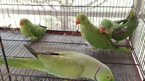 Cute Parrots Talking and Playing Stock Footage 295997899
