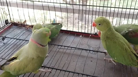 Cute Parrots Talking and Playing Stock Footage 295997900