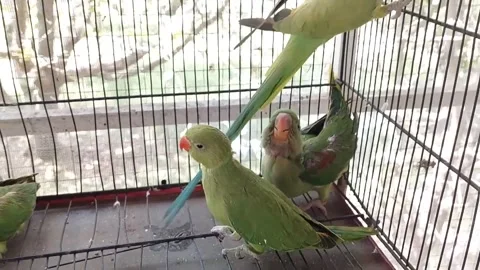 Cute Parrots Talking and Playing Stock Footage 295997901