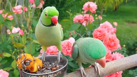 Cute Parrots Talking and Playing Stock Footage 295997904