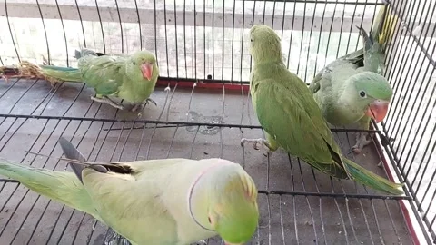 Cute Parrots Talking and Playing Stock Footage 295997905