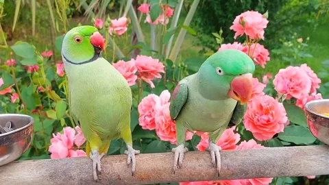 Cute Parrots Talking and Playing Stock Footage 295997910