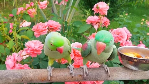 Cute Parrots Talking and Playing Stock Footage 295997914