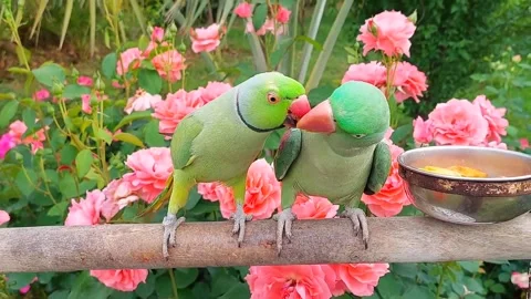 Cute Parrots Talking and Playing Stock Footage 295997915