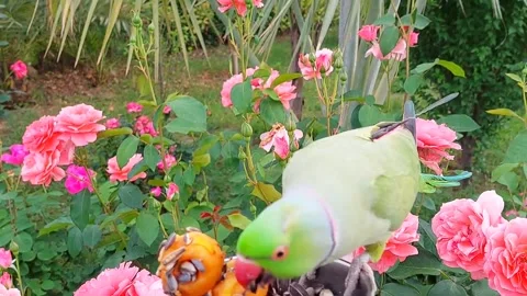 Cute Parrots Talking and Playing Stock Footage 295997916