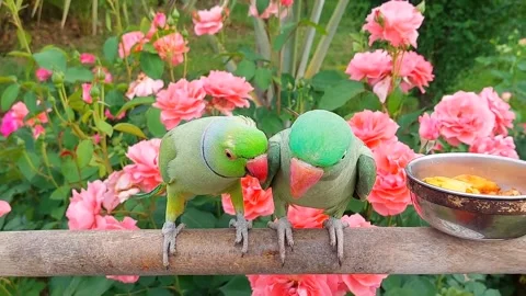 Cute Parrots Talking and Playing Stock Footage 295997918