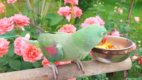 Cute Parrots Talking and Playing Stock Footage 295997920