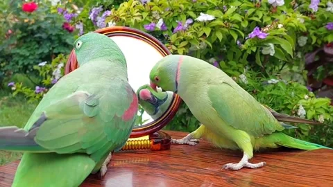 Cute Parrots Talking Stock Footage 286295532