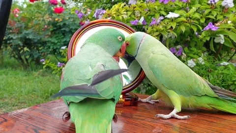 Cute Parrots Talking Stock Footage 286295533