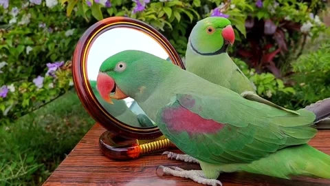 Cute Parrots Talking Stock Footage 286295536
