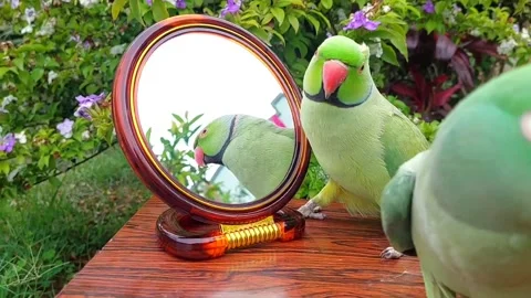 Cute Parrots Talking Stock Footage 286295540