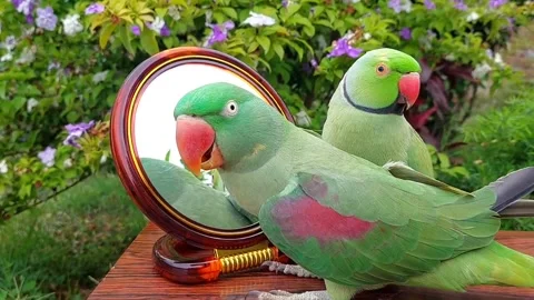 Cute Parrots Talking Stock Footage 286295542
