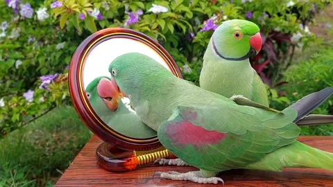 Cute Parrots Talking Stock Footage 286295543
