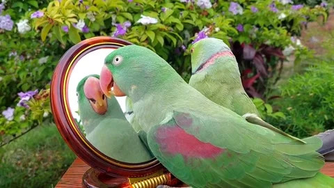 Cute Parrots Talking Stock Footage 286295549