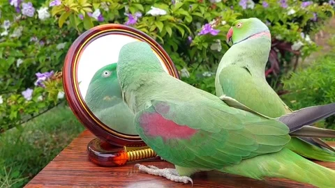 Cute Parrots Talking Stock Footage 286295555