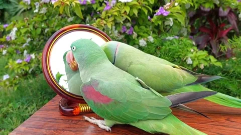 Cute Parrots Talking Stock Footage 286295559