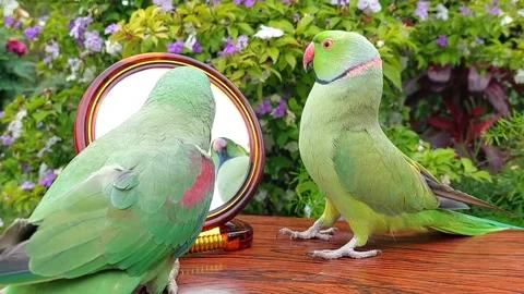 Cute Parrots Talking Stock Footage 286295563