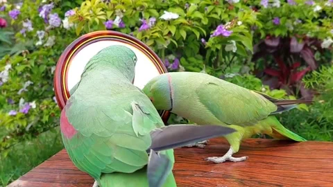 Cute Parrots Talking Stock Footage 286295564