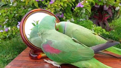 Cute Parrots Talking Stock Footage 286295565