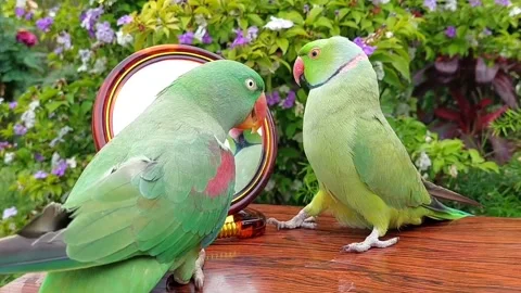 Cute Parrots Talking Stock Footage 286295566