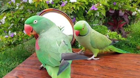 Cute Parrots Talking Stock Footage 286295575