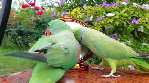Cute Parrots Talking Stock Footage 286295580