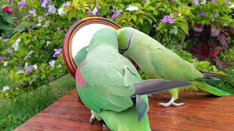 Cute Parrots Talking Stock Footage 286295581