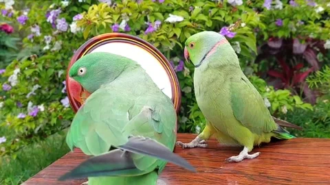 Cute Parrots Talking Stock Footage 286295583