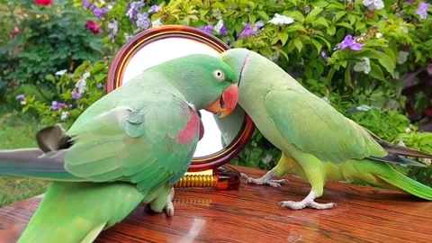 Cute Parrots Talking Stock Footage 286295588
