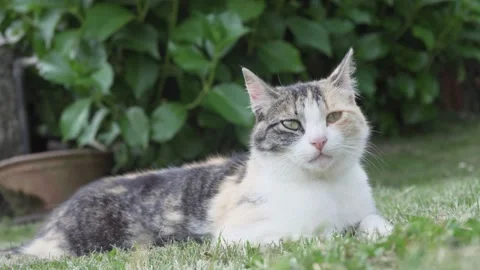 Cute patched cat looking at the camera 스톡 동영상 131033831