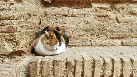 Cute patterned cat lounging on a stone surface in HD Stock Footage 156991207