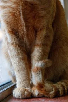 Cute paws of ginger cat close up Stock Photos