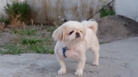 Cute Pekingese dog close-up Stock Footage 277558331