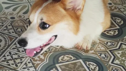 Cute Pembroke Welsh Corgi dog looking up and smiling. Stock Footage 340201719