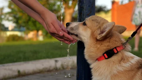 Cute pembroke welsh corgi drinks water from the pump from children's hands. Stock Footage 132769852