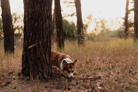 A cute Pembroke Welsh Corgi exploring the forest floor during a calm golden.. Stock Photos