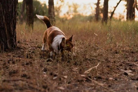 A cute Pembroke Welsh Corgi exploring the dry forest floor during a warm go.. Stock Photos