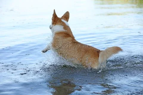 Cute pembroke welsh corgi having fun in the water on the beach  Stock Photos