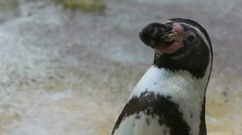 Cute penguin Stock Footage 493542